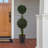 Primrue Set of Two 36-Inch Topiary Trees