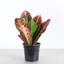 Live Petra Croton Plant-49662118