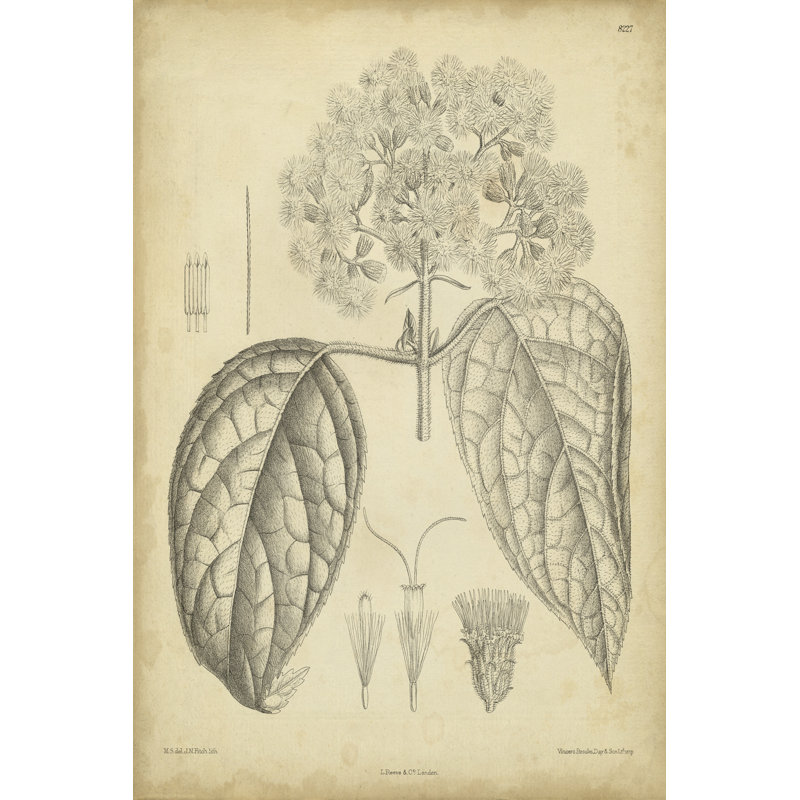 Vintage Curtis Botanical I by Curtis - Wrapped Canvas Print, 46cm H x 30cm W x 3.8cm D