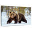 Adulte grizzly-107671339