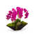 Fuchsia sélectionné