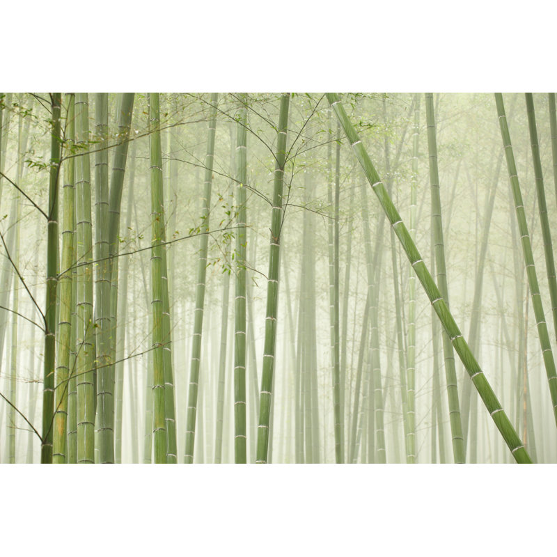 Bamboo Forest by BIHAIBO - No Frame Print on Canvas, 20cm H x 30cm W