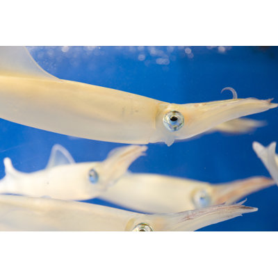 Live Calamari Squid by Jonathan Austin Daniels