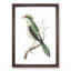 Chinese Roller Bird by George Shaw - Framed Print-55621372-55621373