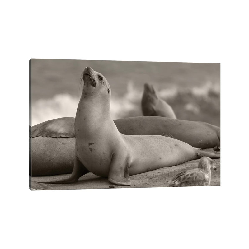 California Sea Lion group, La Jolla, California 1 Piece Wall Art on Canvas, 20.32 cm H x 30.48 cm W, Canvas