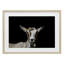 «Goat Face over Black», reproduction encadrée sous verre, design par Amy Carroll-1447965404-1447965405