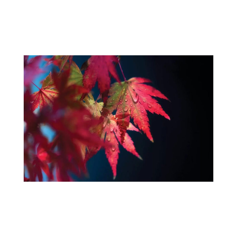 Red Fragile by Philippe Sainte-Laudy - Wrapped Canvas Print, 20.32 cm H x 30.48 cm W
