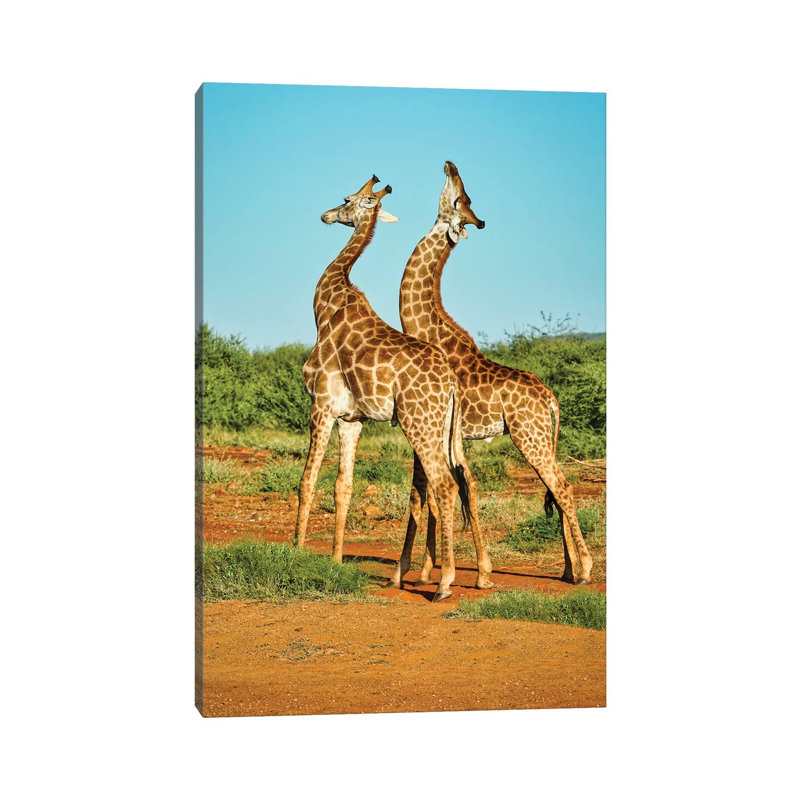 African Bull Giraffes Fighting by Rhonda Thompson - Print on Canvas, Wrapped Canvas, 20.32 cm H x 30.48 cm W