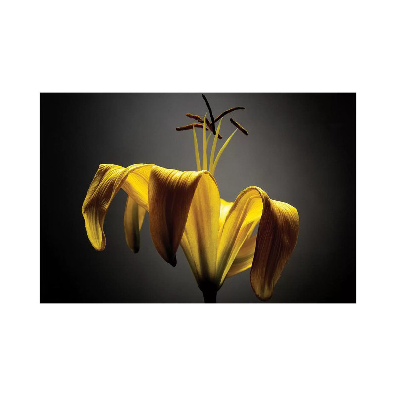 Studio Flowers V by James McLoughlin - Wrapped Canvas Print, 101.6 cm H x 66.04 cm W x 1.91 cm D