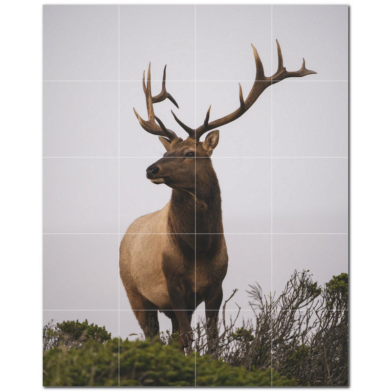 Cerf photo 6 x 6