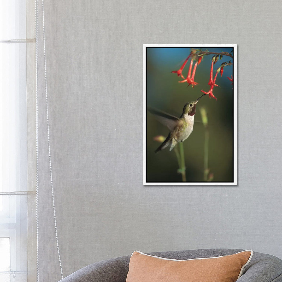 Broad-Tailed Hummingbird Feeding On Scarlet Gilia Flowers, New Mexico von Tim Fitzharris - Gallery-Wrapped Canvas Giclée...