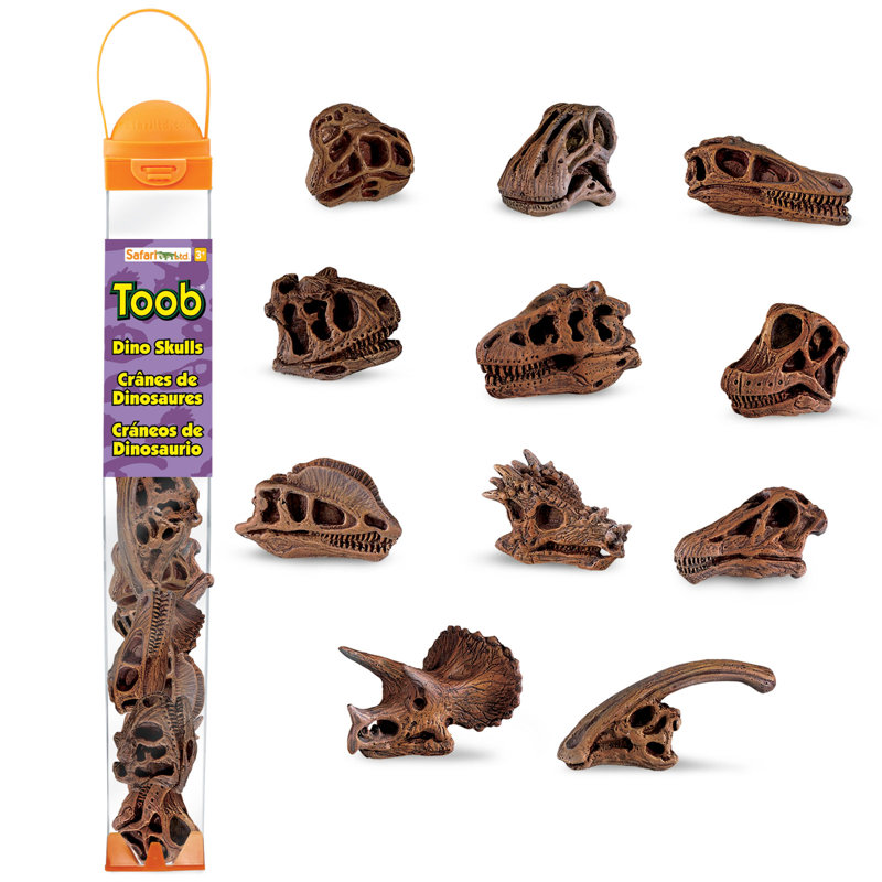 Crânes de dinosaures