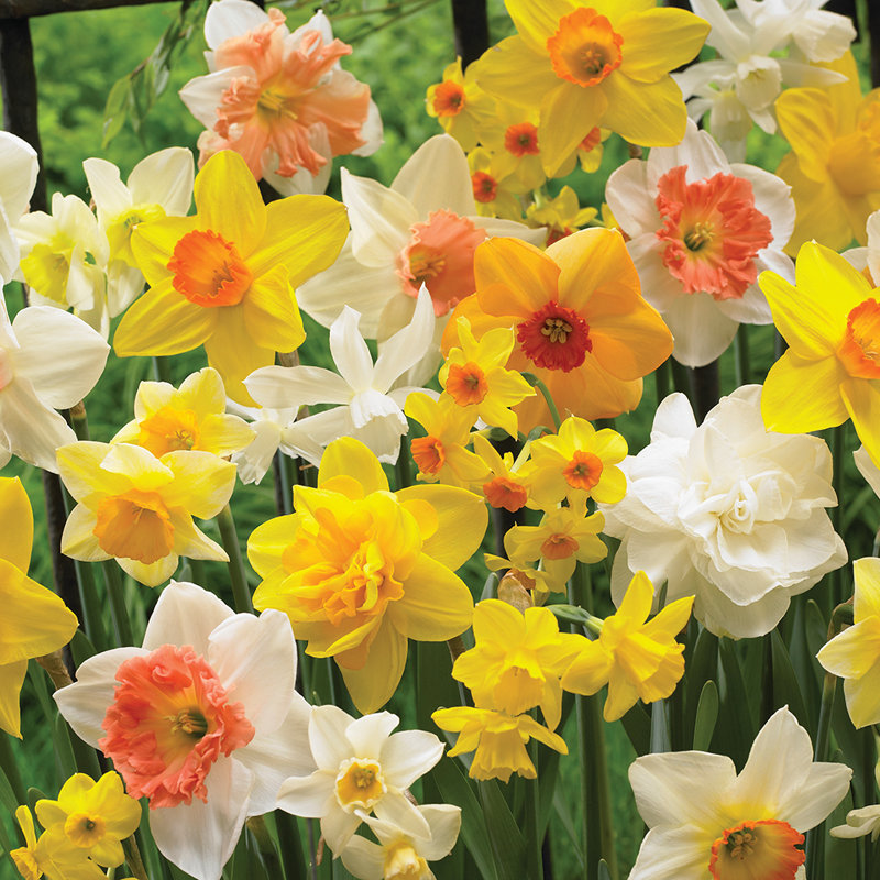 Daffodils Kitchen Sink Mixture Bulb