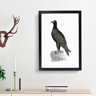 Mountain Eagle Illustration - Framed Print