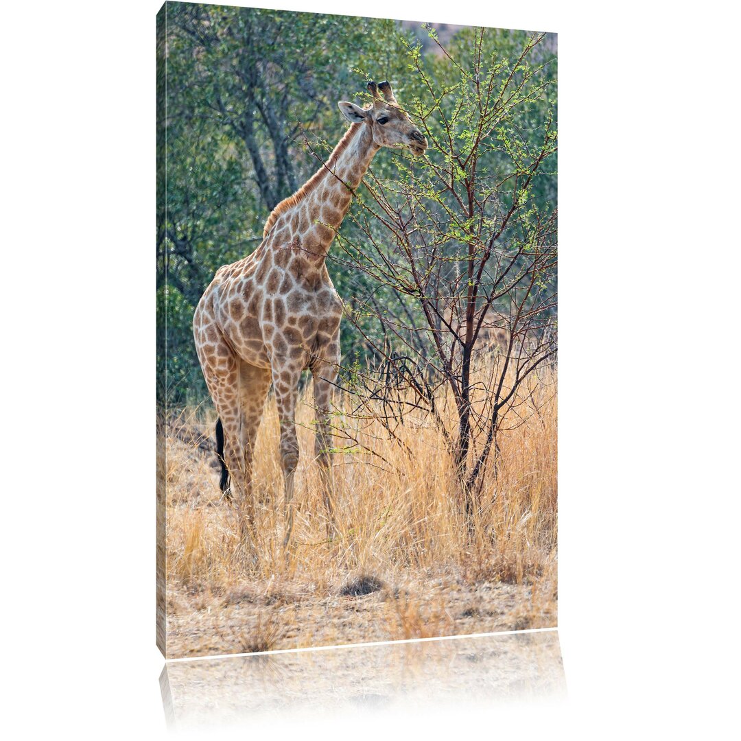 Leinwandbild Giraffe beim Fressen