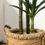 Faux arbre 51 'en faux tequila en pot