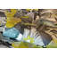 Tropical Collection Palau Floral Fish and Bird Inspired 27.8' L x 27.5" W Wallpaper Roll-73447850