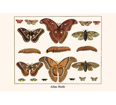 « atlas moth » par albertus seba-impression d’art graphique