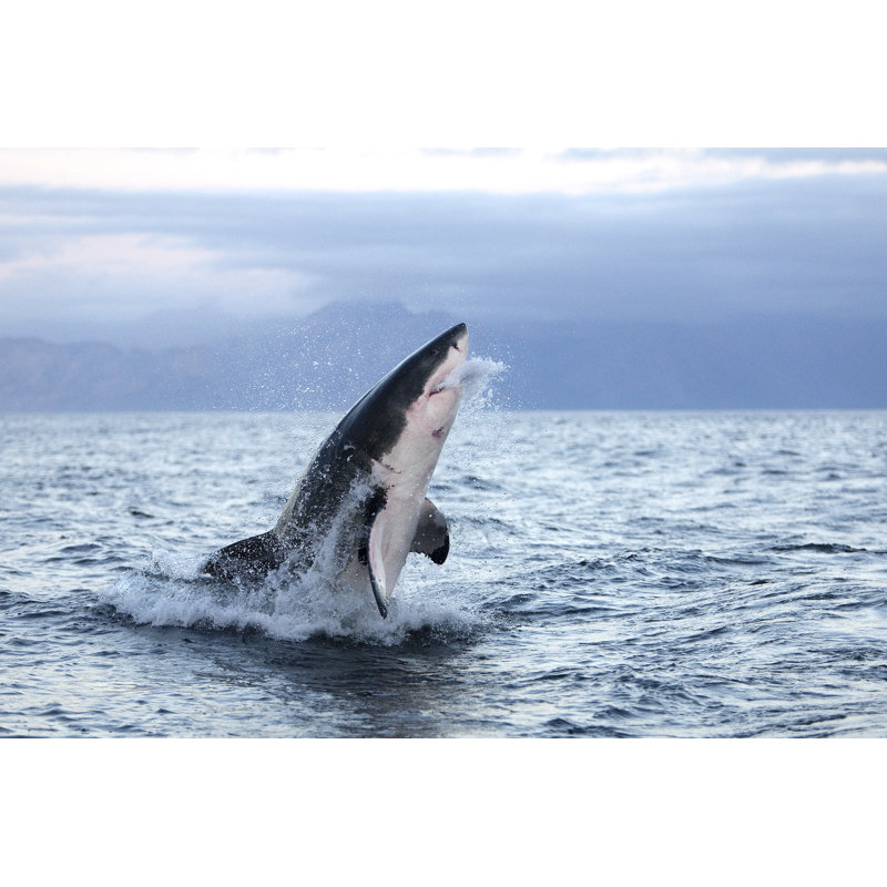 " Great White Shark Carcharodon Carcharias, Adult Breaching, False Bay In South Africa ", 8" H x 12" W  
