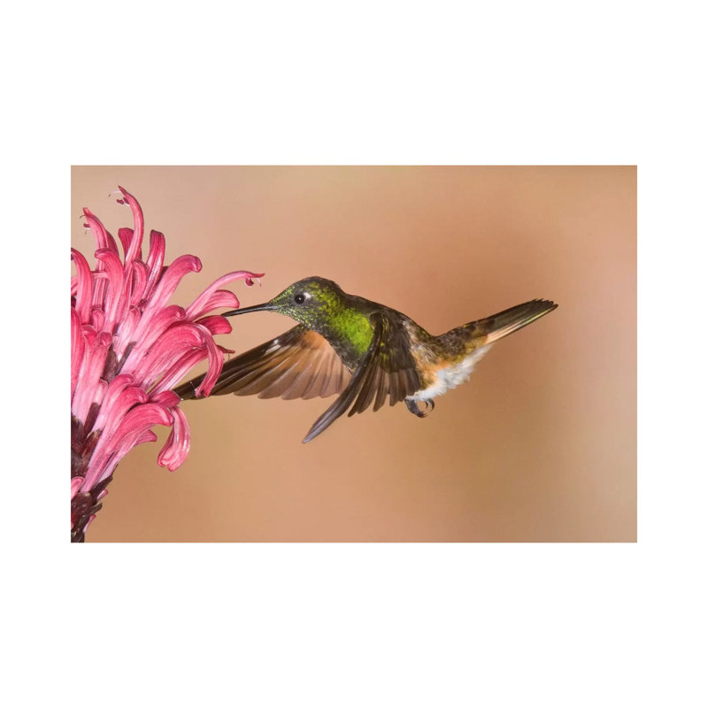 Buff-Tailed Coronet Hummingbird Feeding On Flower Nectar, Ecuador by Steve Gettle - Wrapped Canvas Print