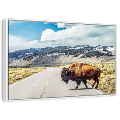 American Bison Crossing
