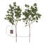 Eucalyptus Branches Battery Lighted Trees & Branches