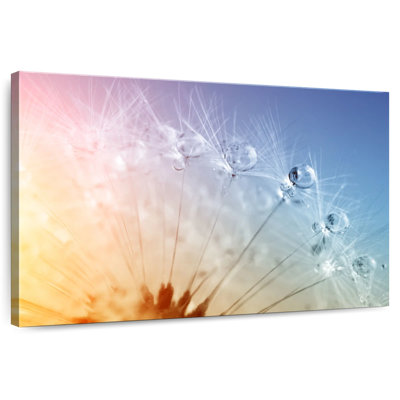 Harnek Dewdrops On Dandelion Seeds