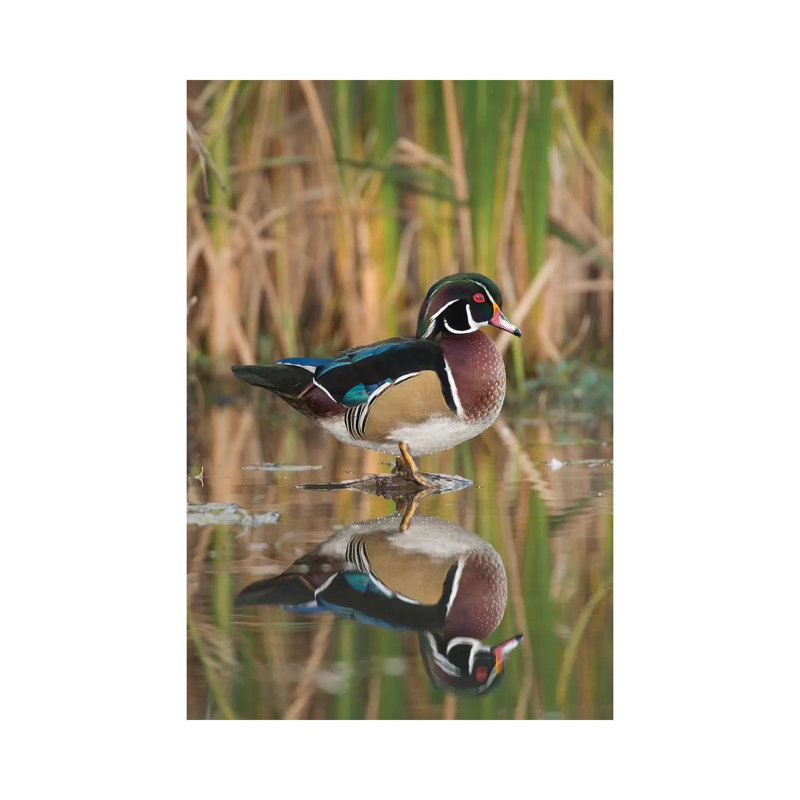 Wood Duck Male In Breeding Plumage, Lapeer State Game Area, Michigan by Steve Gettle - Wrapped Canvas Print