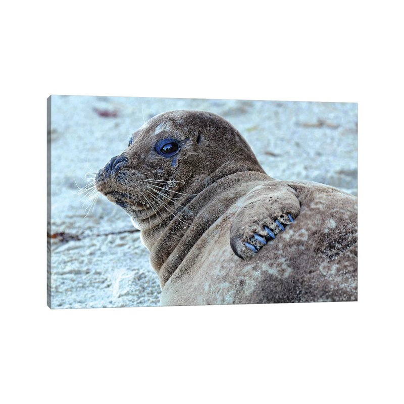 Seal Pup by Brian Wolf - Wrapped Canvas Print, 66.04 cm H x 45.72 cm W
