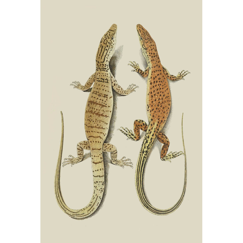 Lézards antiques I, H 30 po x l 20 po