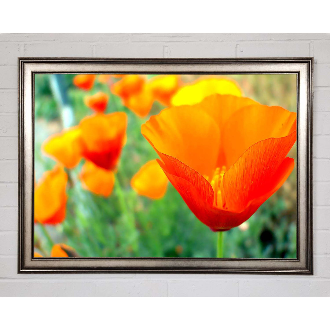 California Poppies Orange - Einzelne Bilderrahmen Kunstdrucke