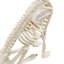 Halloween Decorative Accent
