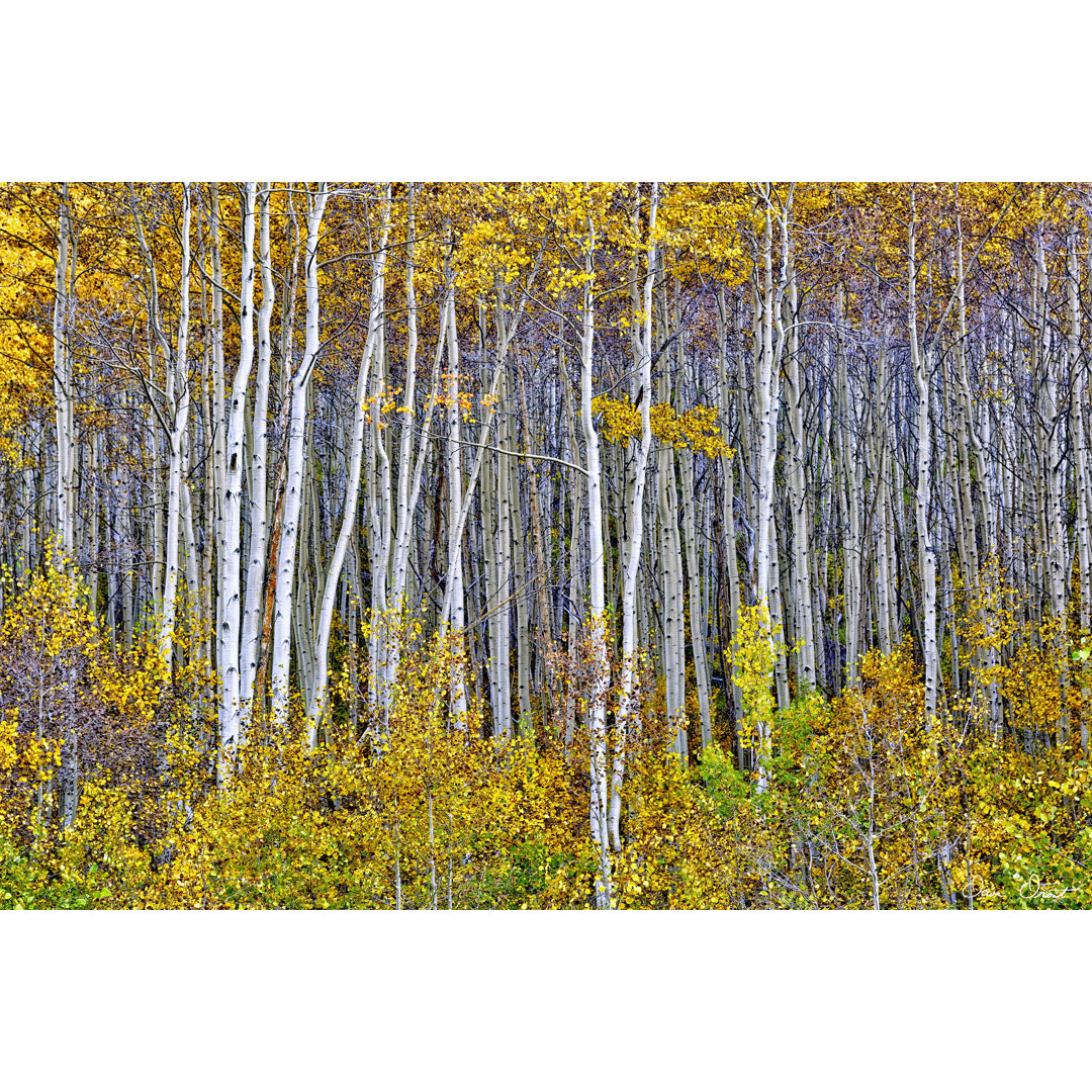 Leinwandbild Yellow Woods I