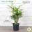 Live Parlor Palm Pet Friendly Indoor Houseplants in 4 Inch Nursery Pots - 3 Pack