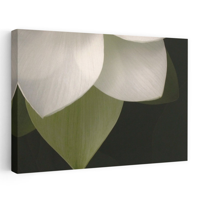 Lotus, gros plan II, délicate fleur minimaliste, art naturel, H 24 po x l 36 po