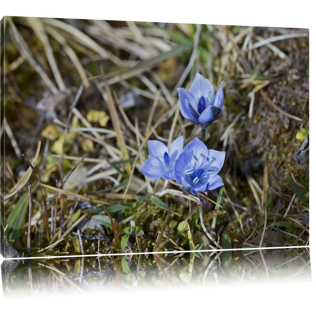 Leinwandbild Kleine süße blaue Blume