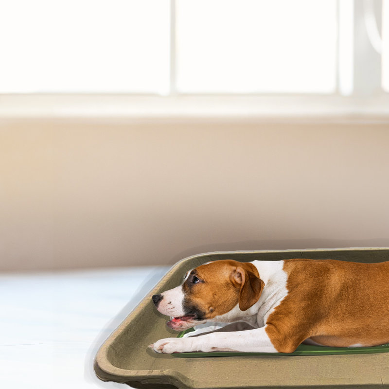 B-Snuggler, lit pour animal en carton