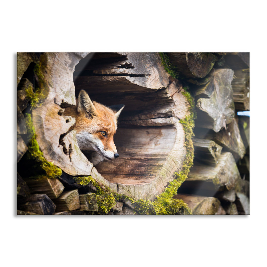 Ungerahmtes Foto auf Glas "Fox in a Tree Trunk"