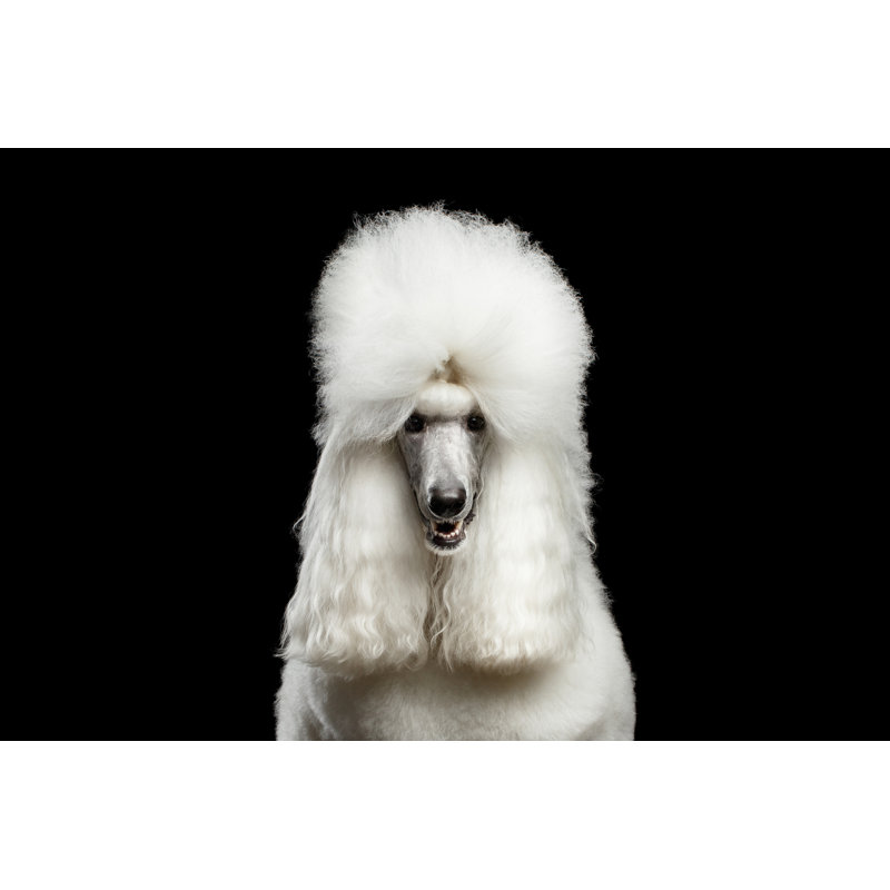 Portrait Of Royal Poodle Dog Isolated On Background - Wrapped Canvas Print, 30cm H x 46cm W x 3.8cm D
