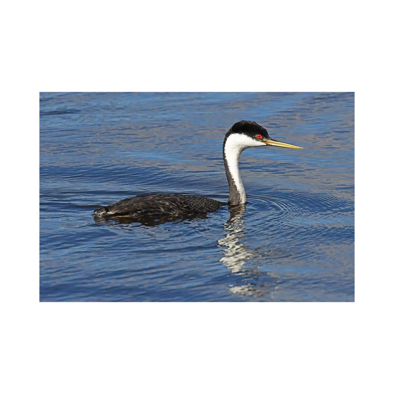 Western Grebe by Brian Wolf - Wrapped Canvas Print