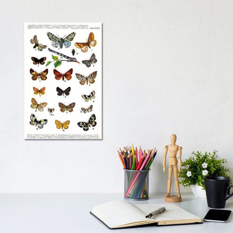 European Butterflies - Wrapped Canvas Print, 20.32 cm H x 30.48 cm W