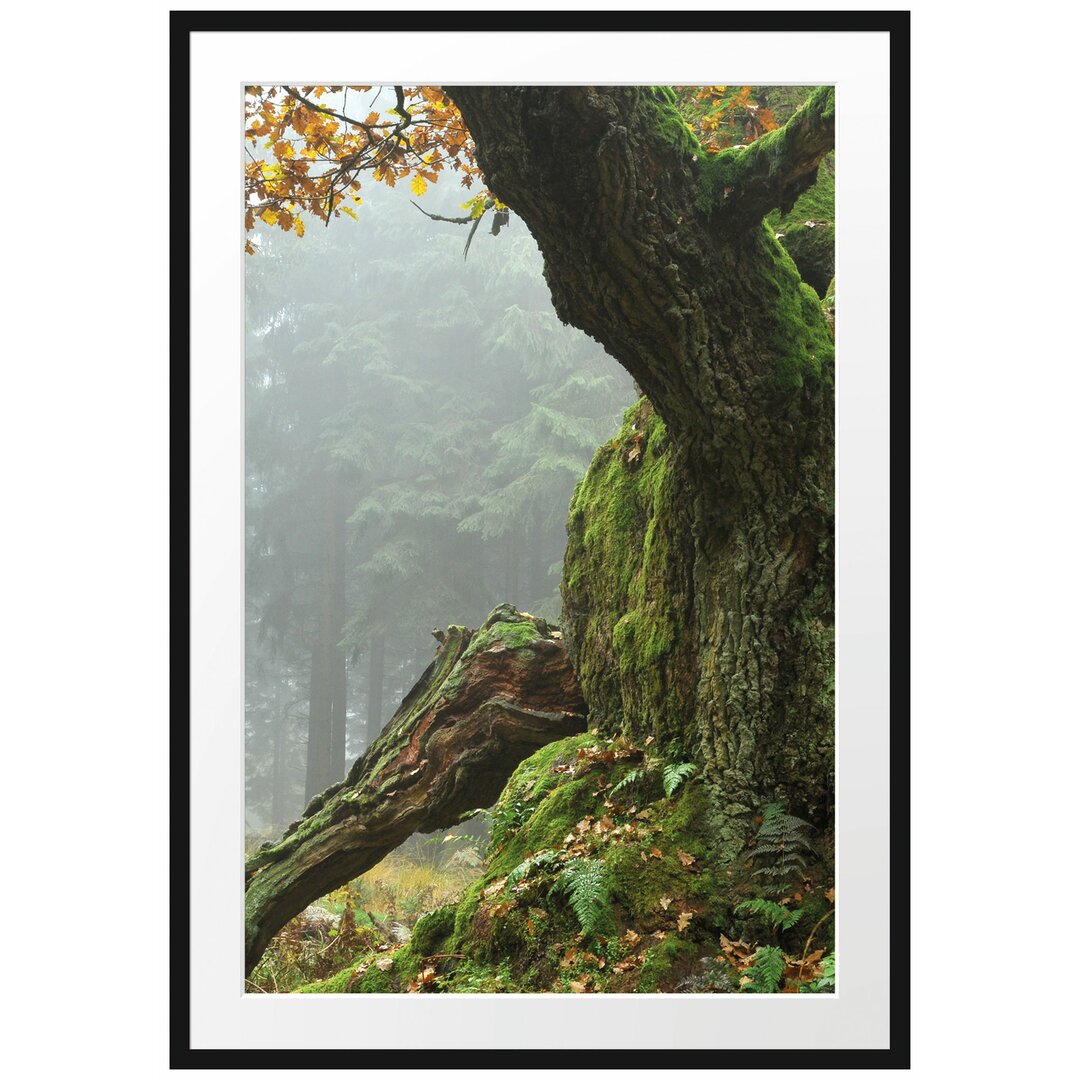 Gerahmtes Poster Dicker Baum im Wald im Moos