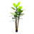 7 ft Black 84 Banana Tree Plant