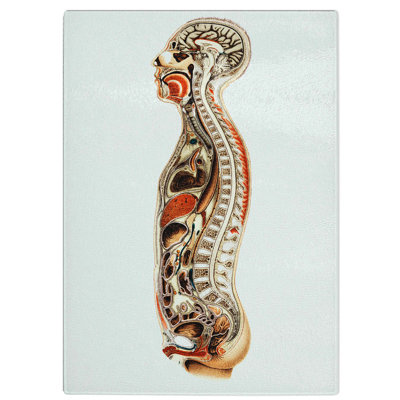 Tempered Glass Anatomy of the Human Body Chopping Board