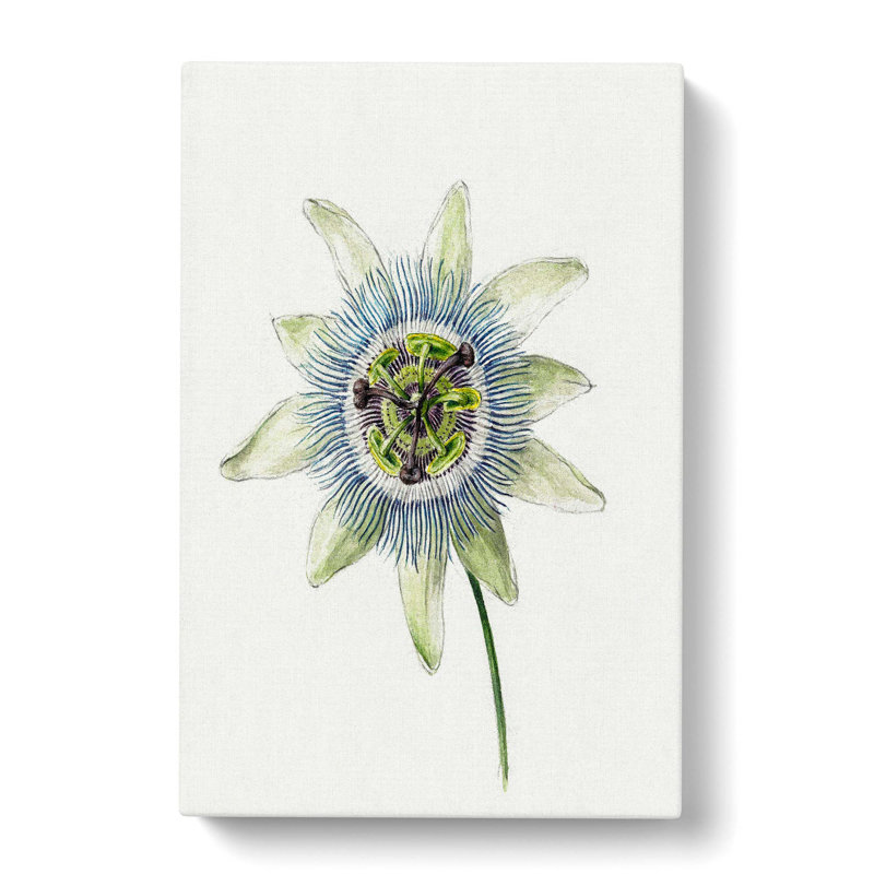 Passion Flower by Jean Bernard - Wrapped Canvas Drawing - Wrapped Canvas, 76cm H x 50cm W x 3cm D