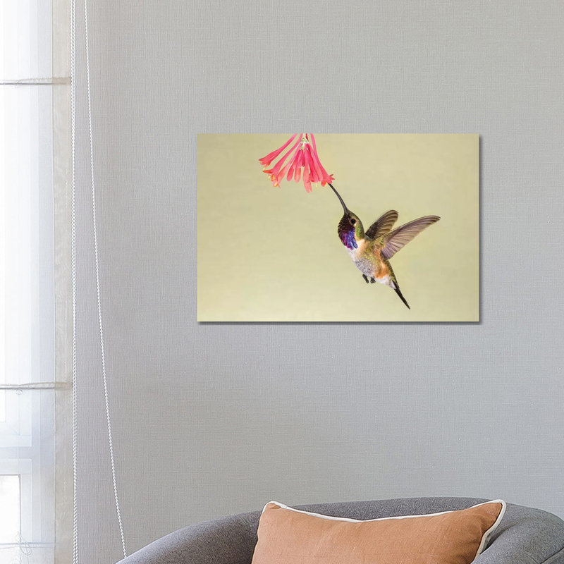 Lucifer Hummingbird, Calothorax Lucifer, feeding 1 Piece Wrapped Canvas Painting, 66.04 cm H x 45.72 cm W x 3.175 cm D