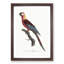 Cuban Macaw Parrot by F. Levaillant - Framed Print-55491093-55491094