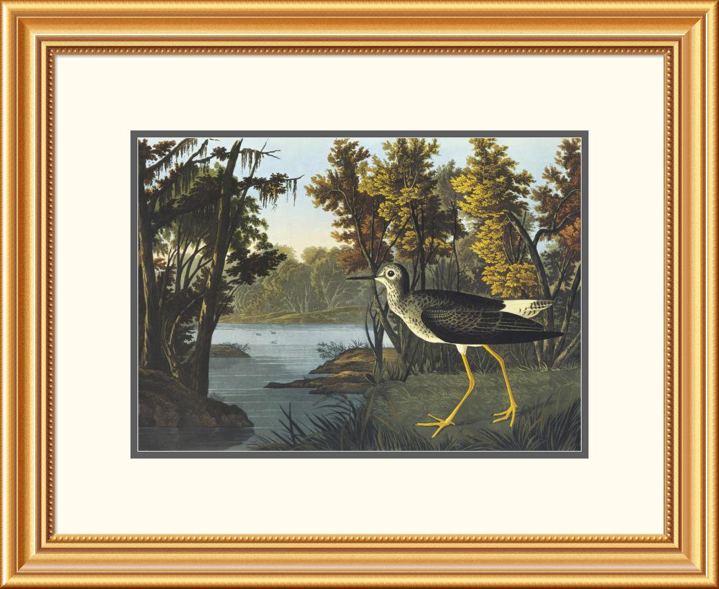 Yellow Shank by John James Audubon Framed Painting Print Global Gallery Frame 