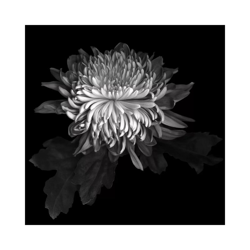 Chrysanthemum I, B&W 1 Piece Wrapped Canvas Wall Art, 30.48 cm H x 30.48 cm W