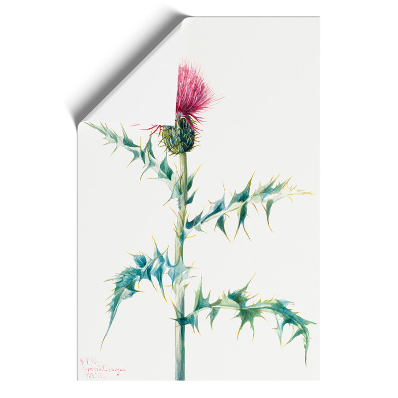 Thistle by Mary Vaux Walcott - No Frame Painting, 30cm H x 21cm W x 0.1cm D